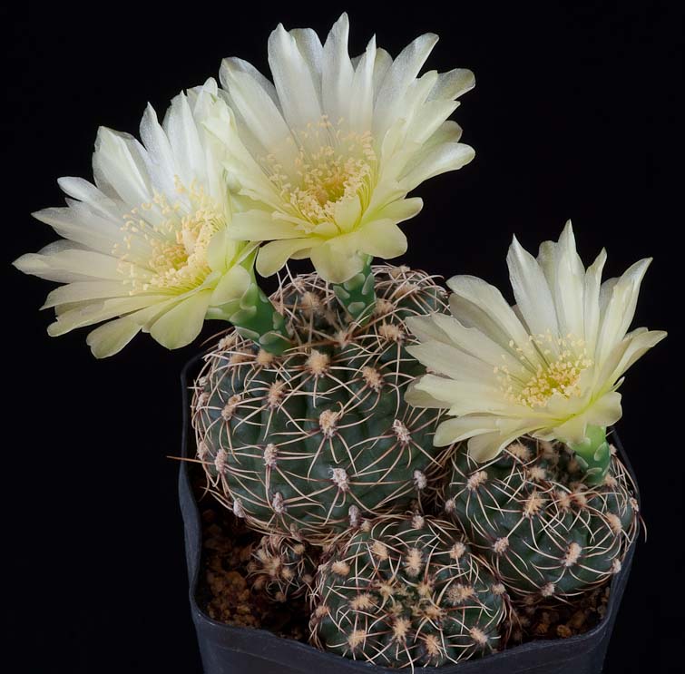 Gymnocalycium leanum